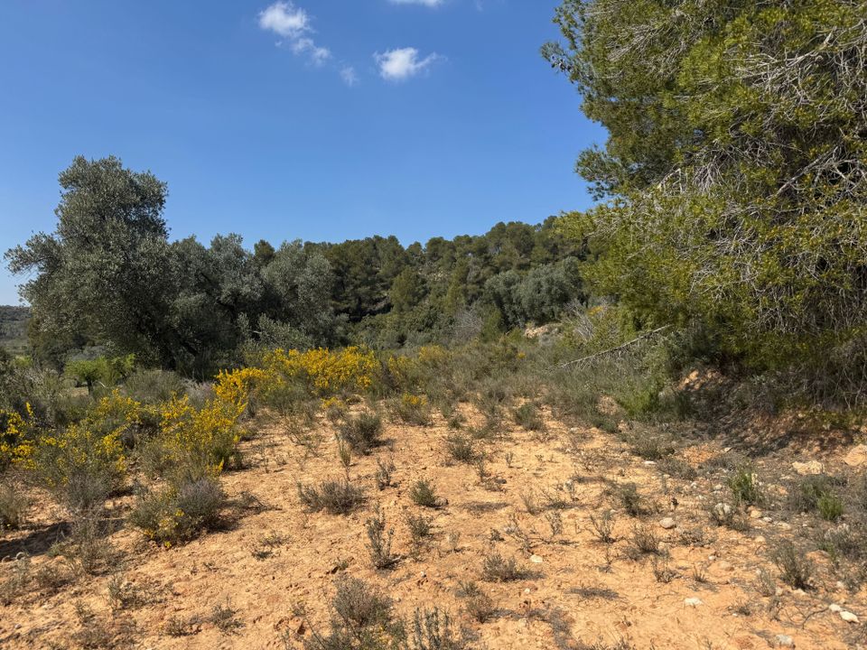 Tomt i Cretas, Teruel - bilde 5